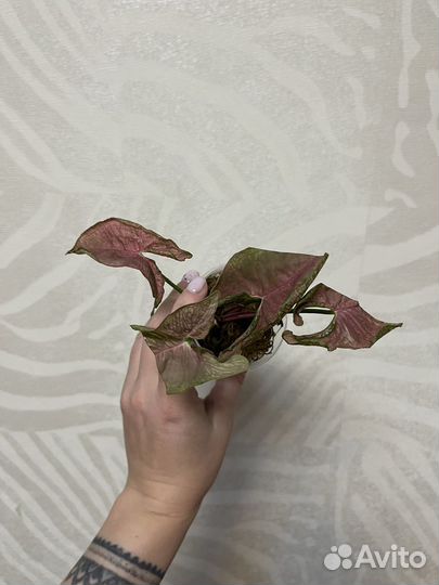 Сингониум Pink mosaic