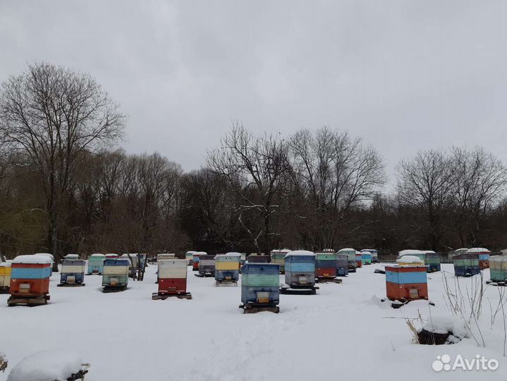 Пчелосемьи