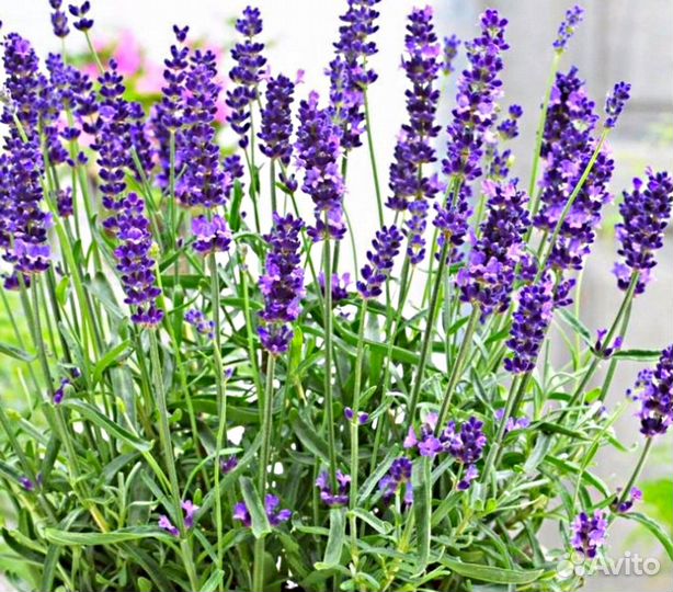 Натуральный тоник Лаванда / Lavender 500 мл