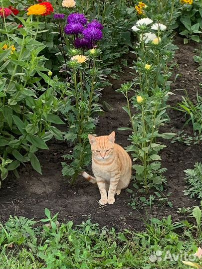 Котик ищет семью