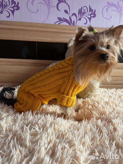 Вязаные вещи для собак мелких пород