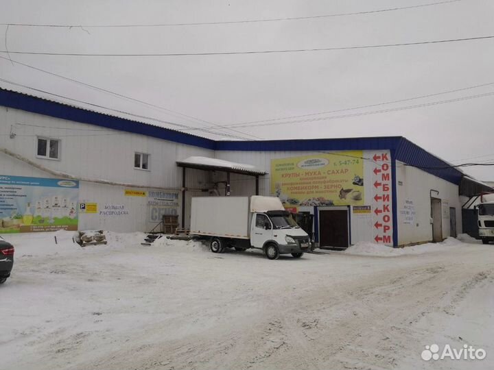 Изящные и грациозные куры породы доминант