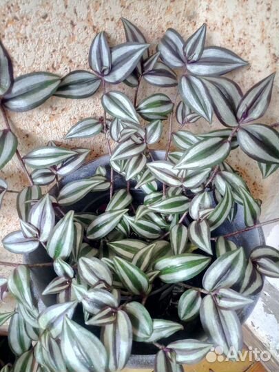 Комнатные растения