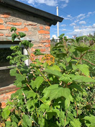 Участок 7,5 сот. (СНТ, ДНП)