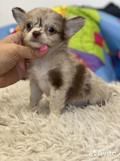 Мальчики и девочки