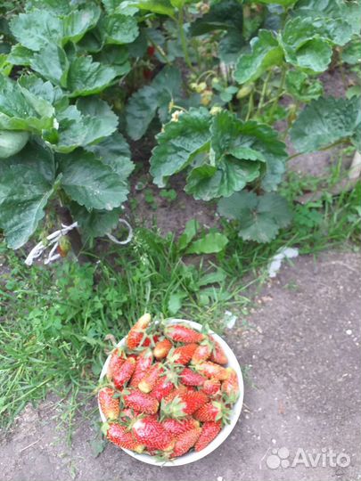 Рассада ремонтантной малины и клубники, Земклуника