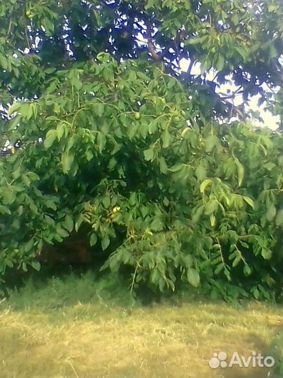 Саженцы грецкого ореха