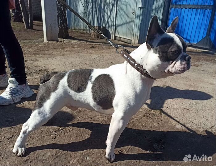 Французский бульдог вязка