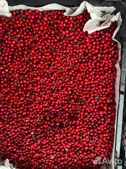 Брусника замороженная