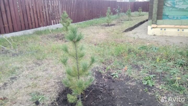 Кедр сибирский