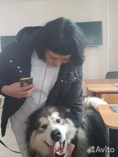 Ветеринарные услуги