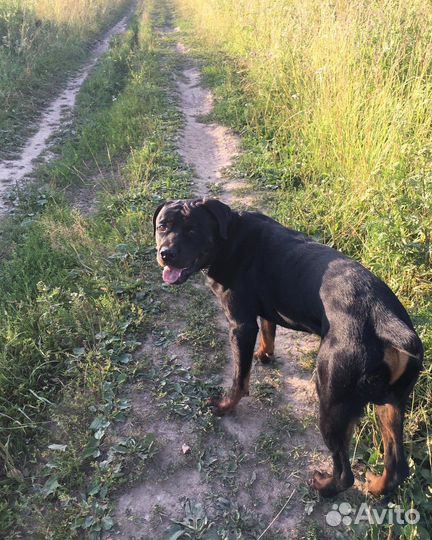 Выгул собак