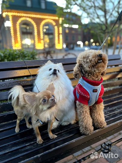 Зоогостиница, домашняя передержка животных