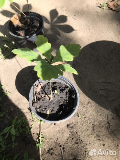 Дуб черешчатый