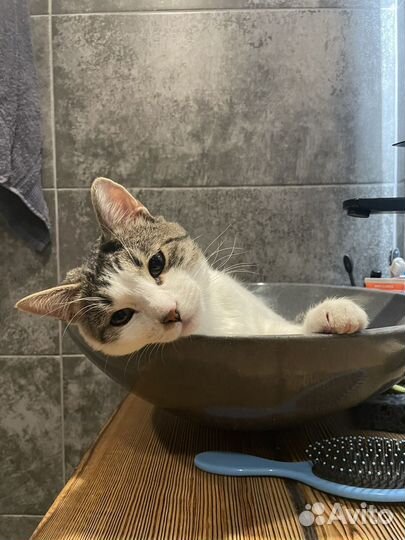 Кот в добрые руки