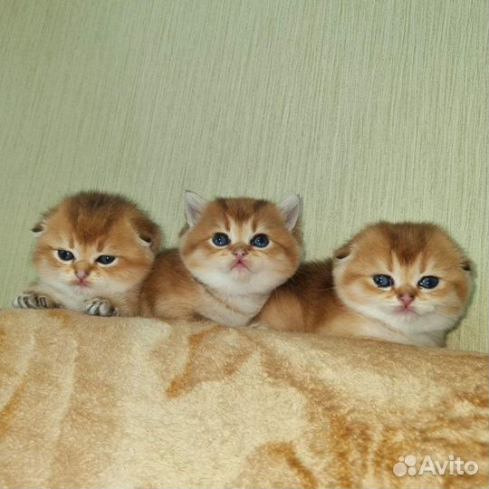 Шотландские котята