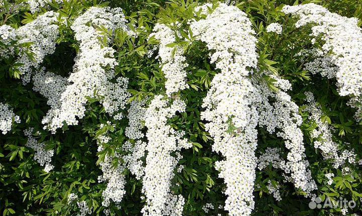 Многолетние кустарники