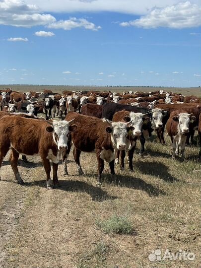 Телочки и Бычки Герефорд на племя