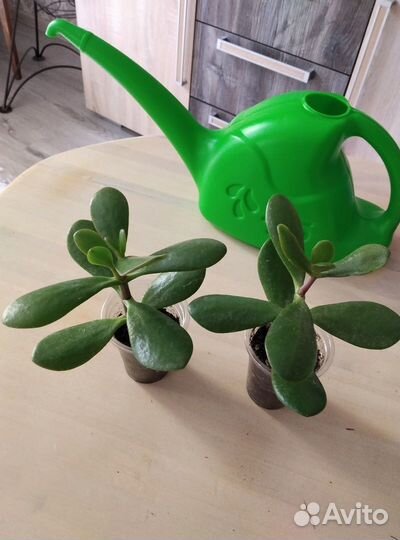 Толстянка-денежное дерево