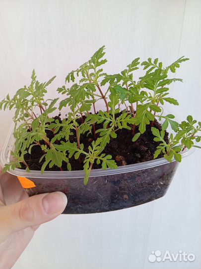 Семена прострела