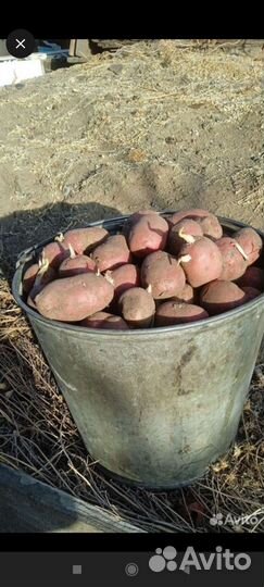 Семенной картофель