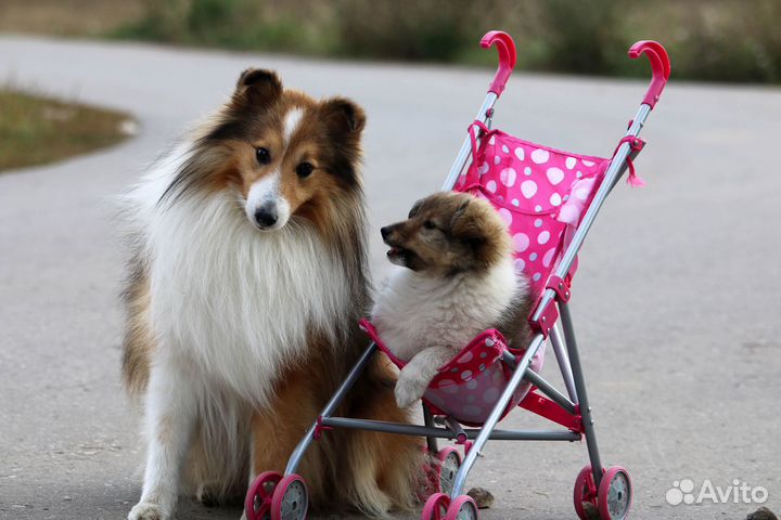 Шелти в Рязани