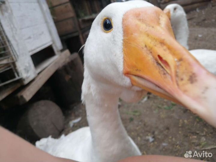 Гуси, индоутки, цыплята, утята