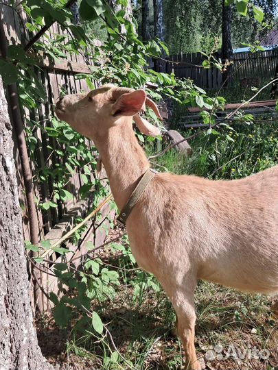 Коза дойная