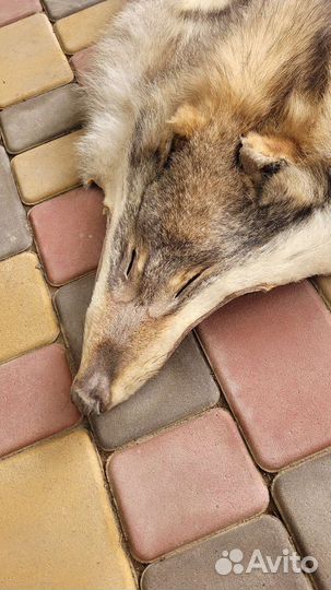 Шкура волка