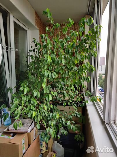 Продается Фикус Бенджамина