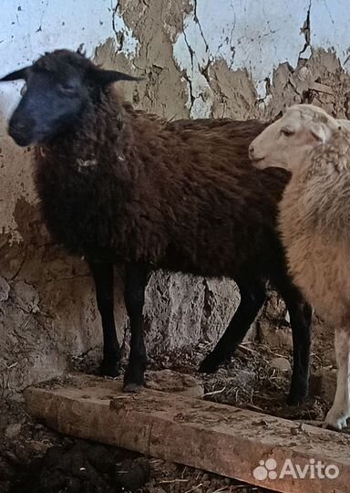 Овцы бараны