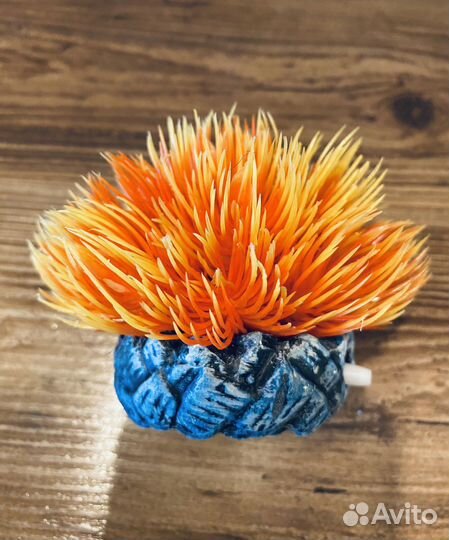 Водоросли для аквариума