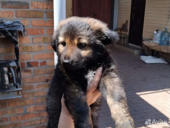 Просто щенок