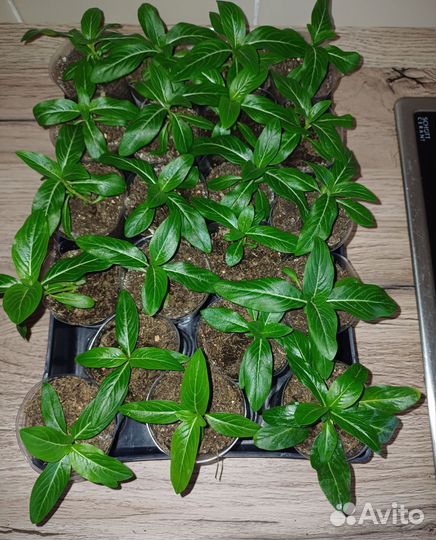 Катарантус ампельный