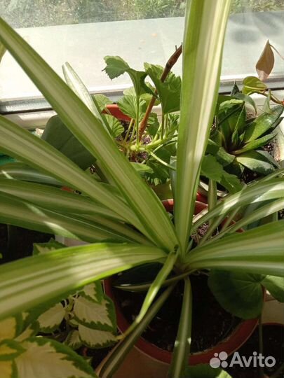 Маранта Триколор Хлорофитум Кордилина