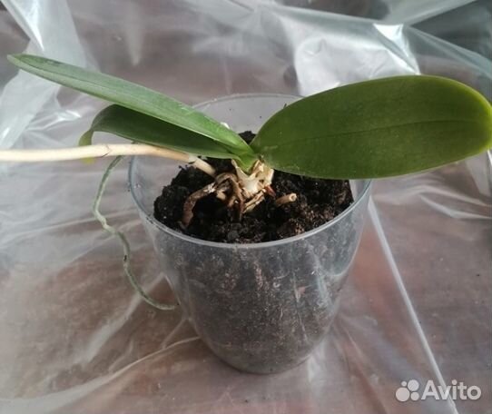 Амарилис, Орхидея. Замиокулькас