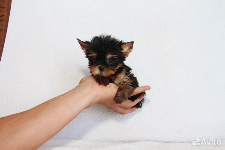 Красивые мини девочки и мальчики беби фейс