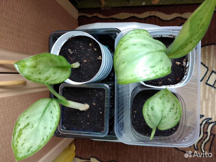 Аглаонема Silver Queen'