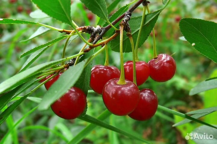 Саженцы вишни и черешни