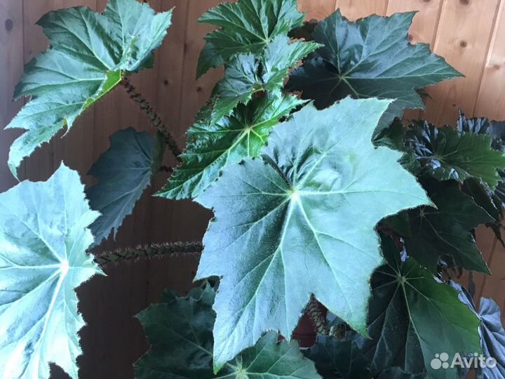 Бегония клещевинолистная