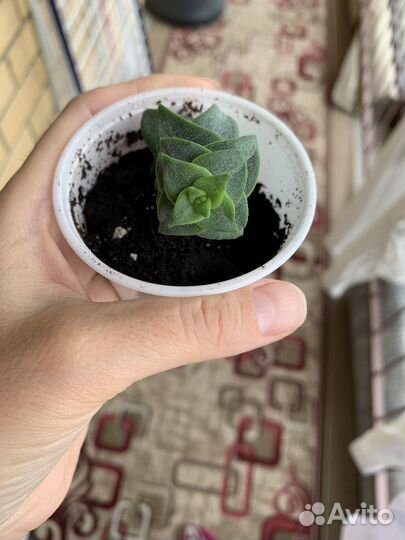 Крассула перфората суккулент