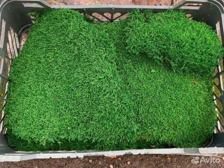 Стабилизированный мох ягель, панно