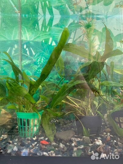 Растения для аквариума