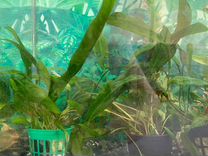 Растения Эхинодоруса для аквариума