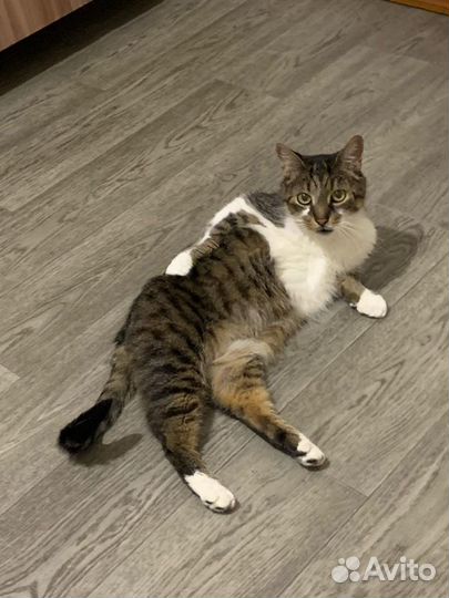 Вакцинация, чипирование кошек и собак на дому