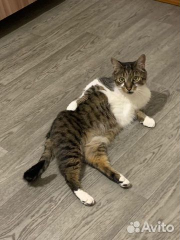 Вакцинация, чипирование кошек и собак на дому