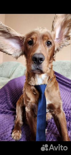 Кобель для вязки спаниель