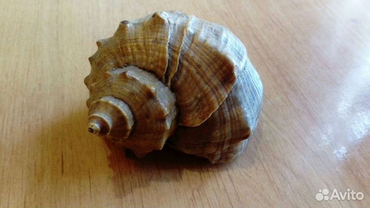 Морская ракушка