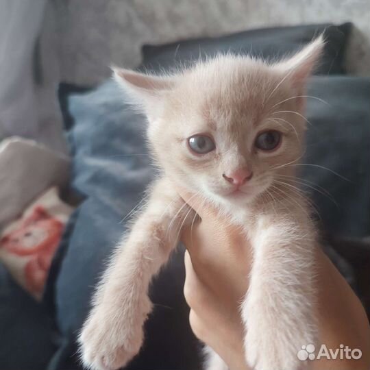 Кошки