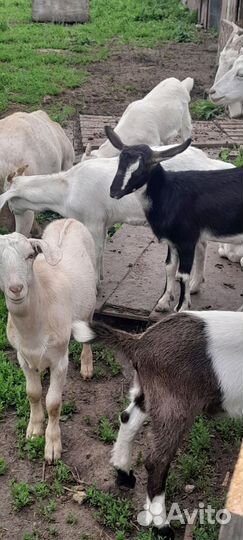 Продам корову,коз,бычков,на мясо